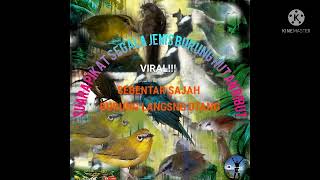 SUARA PIKAT RIBUT BURUNG HUTAN BLANTARA