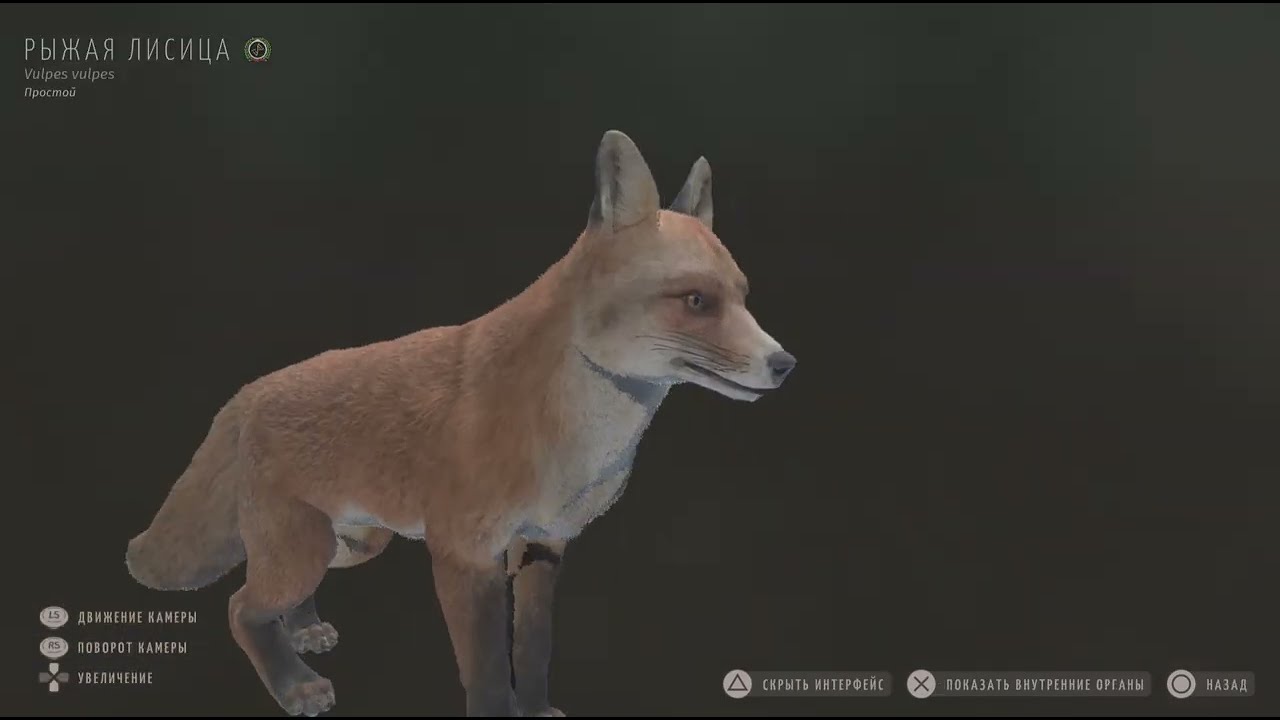 Way of the Hunter_Лисица 5*🦊