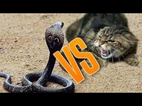 Anna Zolotarenko eshakda sikiladi It uslubidagi etuk sochli ayollarning fotosuratlari