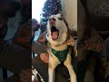 Dogs have a lot of say; does your dog talk like this too?🤣#dog #funny #doglover #funnyvideos #usa