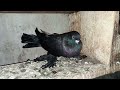 Азиатская порода голубей / Asian Pigeon breed