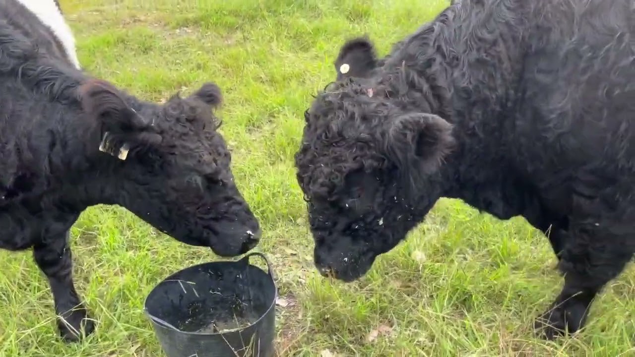 Our first Belted Galloway bull arrives on the farm. 