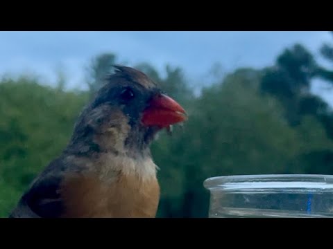 Basil is Back - full 4 minutes