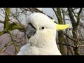 WILD Australian Birds LIVE!