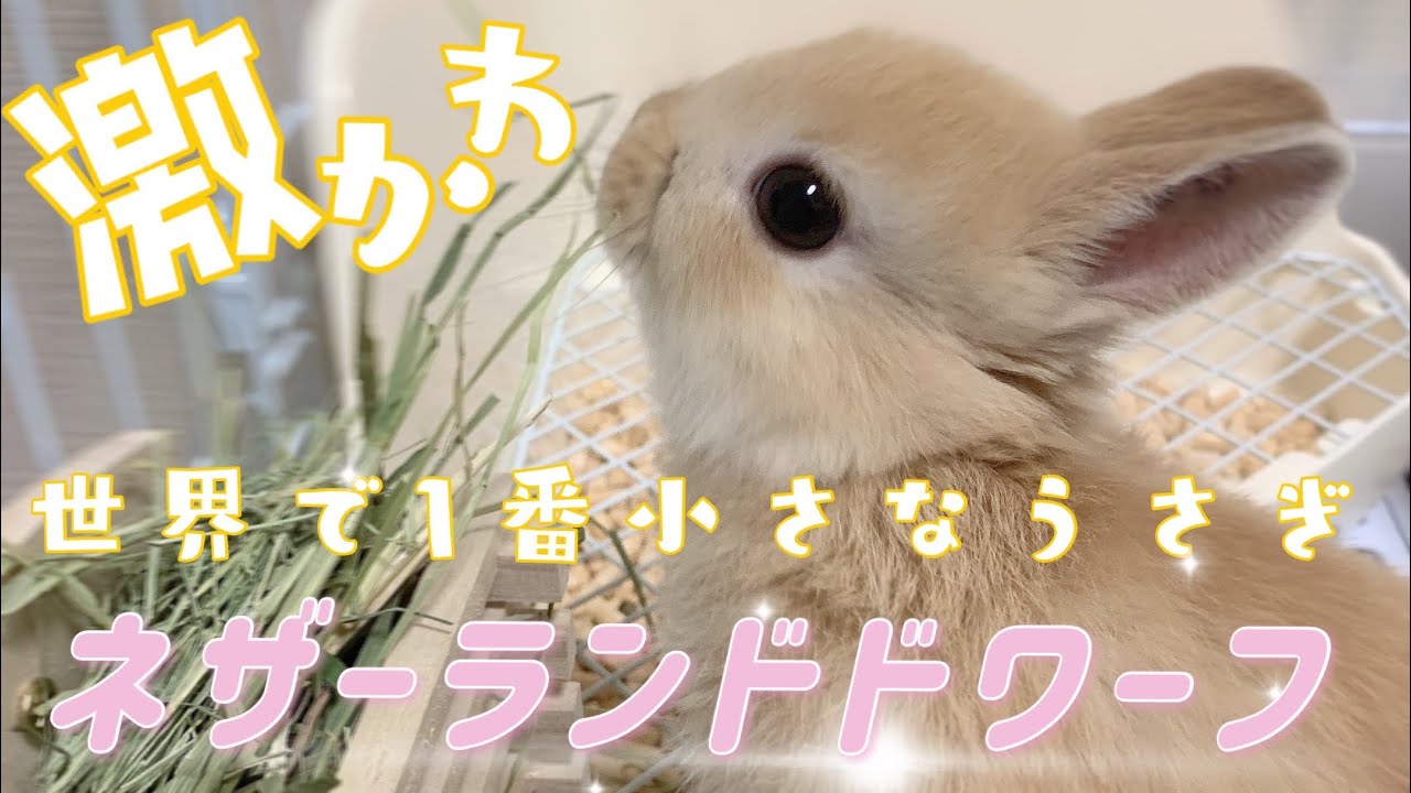 世界最小うさぎ ネザーランドドワーフ の赤ちゃんがたまらん可愛い Youtube