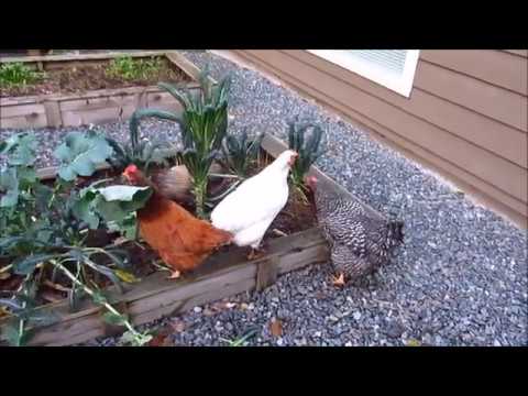 Hanging Out With Backyard Chickens on a Saturday Night! - YouTube