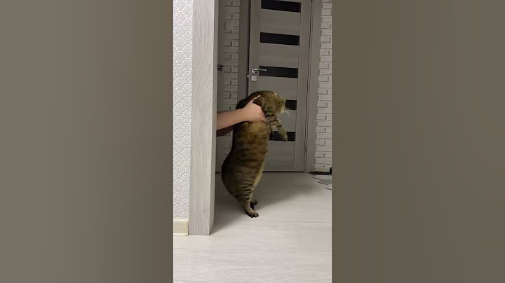 КОТ ТАНЦУЕТ