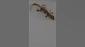 ظهور أبو بريص غريب جدا في أحد البيوت منوعات DLH 