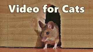 Videos for Cats ~ Mouse in The House 🐭 A Video for Cats to Watch Mice 🐭 8 HOURS