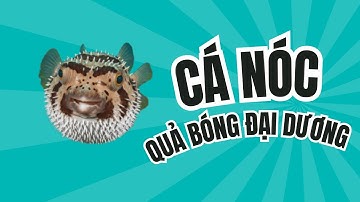 🐡Cá Nóc – “Quả Bóng” Đại Dương