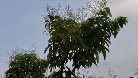 Vải Thiều Lục Ngạn 2019, Đồng Dau, Tân Sơn