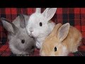 Кроличья ферма | Выращивание кроликов как бизнес идея