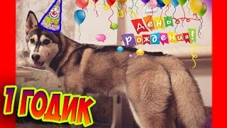 У Моей Собаки День Рождения! Рэсси 1 Годик (Сибирский Хаски)