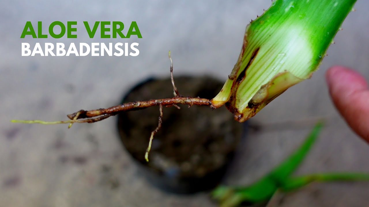 Aloe Vera Barbadensis Leaf Propagation YouTube online-casino-payouts-explained-how-it-works-and-what-to-expect