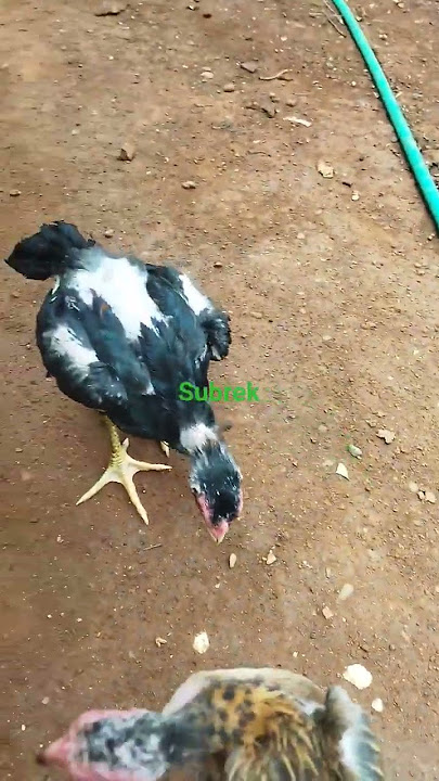 ayam brakot  #shorts