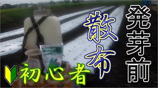 初めて春菊に除草剤!!アグロマックス水和剤!!本日はお疲れ様でした!!／きゅうり農家／きゅうり栽培／愉快なshata農園