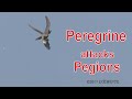 Peregrine attacks pigeons ハヤブサ 狩り  照ヶ崎海岸 10月中旬 空屋根FILMS#413 野鳥FHD