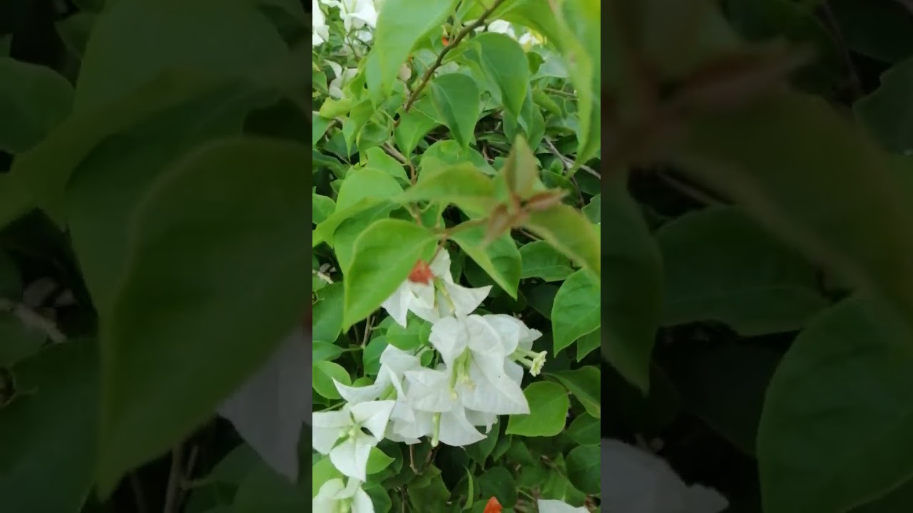 beautiful flower but no have smell