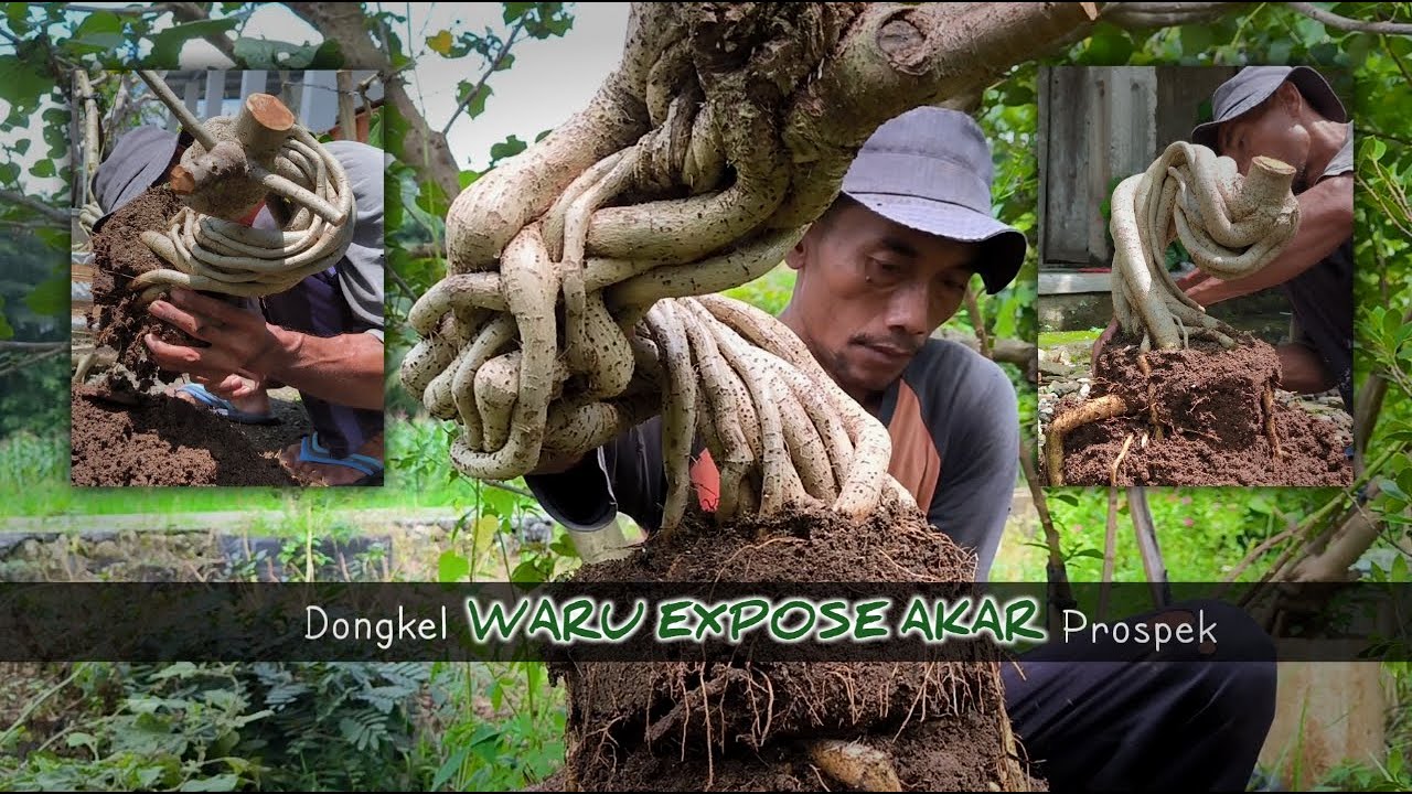 Dongkel Bahan Bonsai Waru Expose Akar Di Kebun Ground