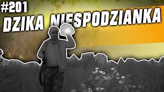 Darz Bór odc 201 - Dzika niespodzianka na traperskim polowaniu Darz Bór odc 201 - Dzika niespodzianka na traperskim polowaniu