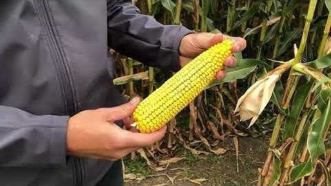 Crop Talk Moment: Agrisure Duracade