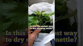 The Easiest Way to Dry Stinging Nettle