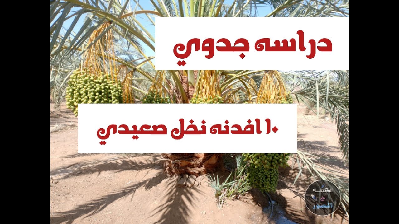 دراسه جدوي 10 أفدنه نخل صعيدي في الواحات البحريه