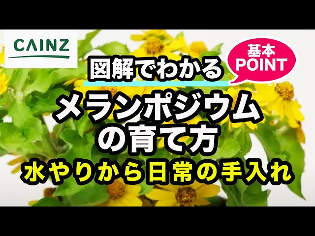 メランポディウムNEW!