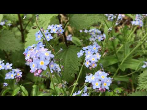 วีดีโอ: Forget-Me-Not Flower Division - วิธีแบ่ง Forget-Me-Nots