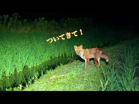 キツネとタヌキに翻弄される夜