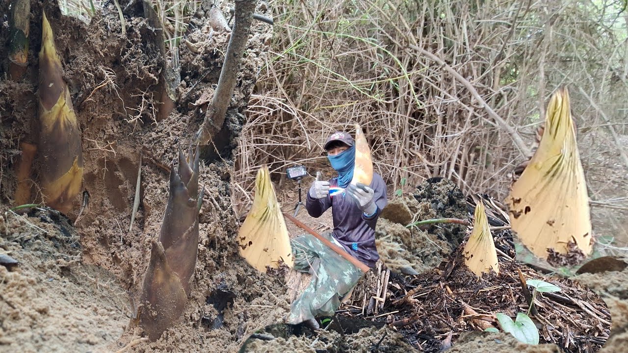 ว้าว‼️ไผ่ป่าแถบนี้เป็นดินทราย แต่ละกอจะออกหน่อสวยงามมาก 27มิ.ย.68