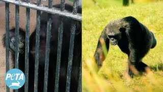 From Basement Cages to Entire Islands: Chimp Crazy’s Tonka’s Happy Ending