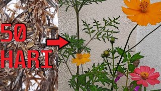 Download lagu Cara menanam Bunga Cosmos dari biji benih