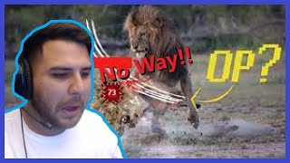 Are Claws OP | Tier Zoo Group REACTION!!