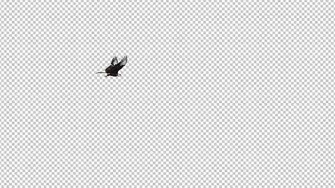 Caracara Hawk - 4K Flying Transition - 01 | Motion Graphics - Videohive template