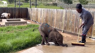 Elephant Orphan, Phabeni’s First Day | Playing in the Garden with Lammie & Herman