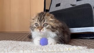 Our cute kitten looks tired from playing too much with the felt ball. Elle video No.41