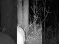 Decent Buck from last fall #superexcited #buckdeer #hunting #deerhunt #wildlife