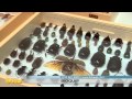 MyLocalBuzzTV-BioQuip-Entomology