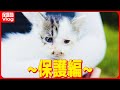 【保護編】草むらで見つけた小さな命