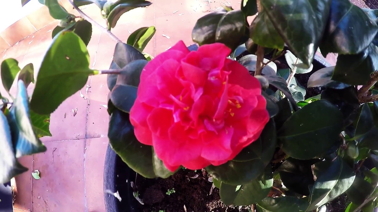 Camelia japonica Descripción y cuidados - YouTube