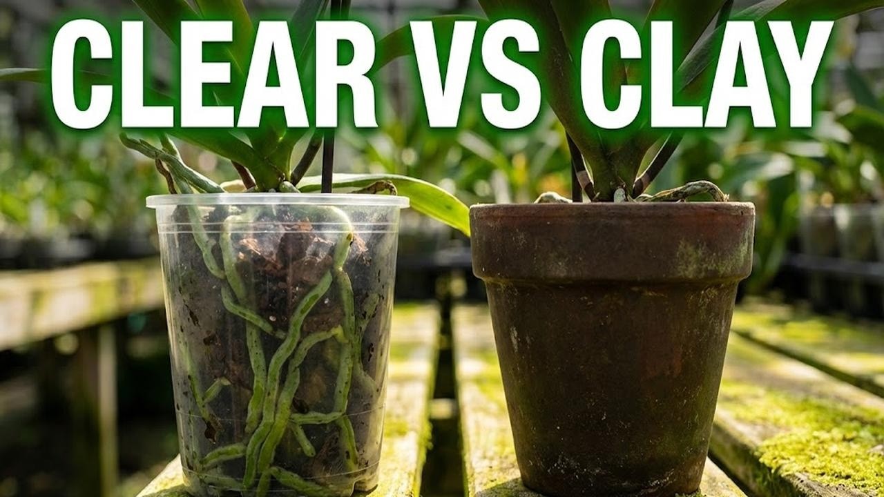 Do Orchid Roots Need Light? The Truth