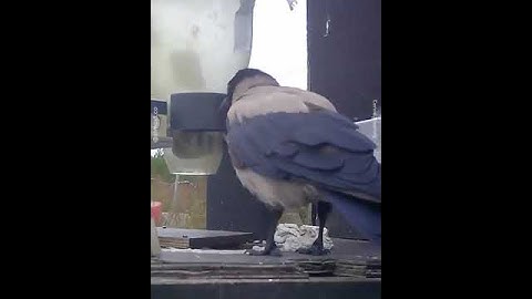 A program in Sweden trained wild crows to drop cigarette butts into a machine in exchange for food
