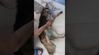 Общий масаж собаки Общий масаж собаки