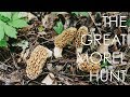 Morels: The Unofficial State Mushroom of Wisconsin