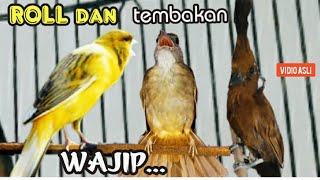 ROLL DAN   TEMBAKAN WAJIP  || UNTUK  BURUNG SANG JUARA || kenari vs kapas tembak vs cililin