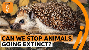 Is it too late to save endangered animals from extinction? | BBC Ideas