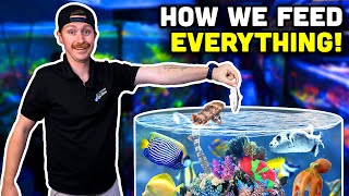 Feeding Secrets of Top Shelf Aquatics REVEALED!