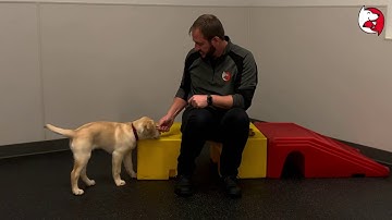 Puppy Class Lesson: Drop Command