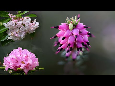 Video: Rhododendrons, Zone 5 İçin: Hardy Rhododendron Çeşitlerini Seçme